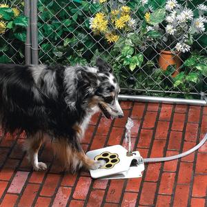 Step Up Dog Water Fountain
