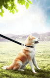 15Ft 20Ft 30Ft 40Ft 50Ft Long Dog/Puppy Lead Obedience Recall Training Dog Leashes for Small Medium Dogs Camping, Training, Play, or Backyard (20 FT, Black)