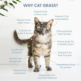 Organic Cat Grass Kit with Black Cat Ceramic Planter, Easy Indoor Planting Gift Set